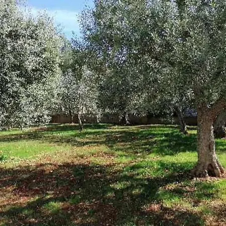 Dimora Ulivo *